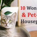 10 Wonderful and Pet-Safe Houseplants