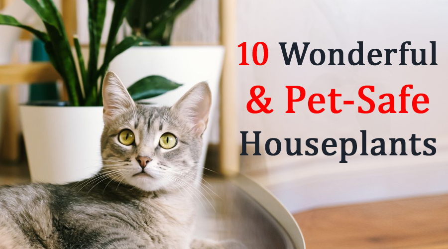 10 Wonderful and Pet-Safe Houseplants