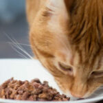 Step by step instructions to Relax Dry Feline Food Into Wet Feline Food