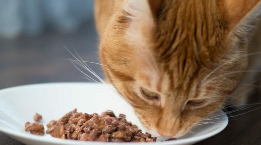 Step by step instructions to Relax Dry Feline Food Into Wet Feline Food