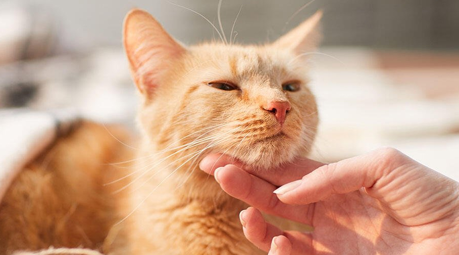 Overseeing Ticks on Felines