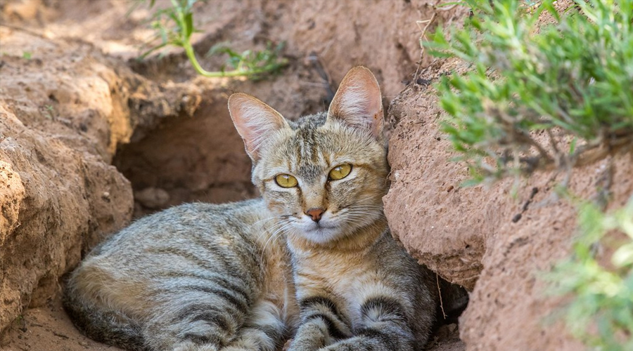 The Wild History of the Homegrown Feline