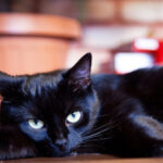 6 Captivating Realities About Dark Felines