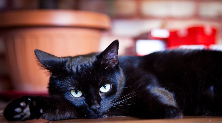 6 Captivating Realities About Dark Felines