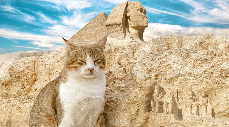 The most effective method to Love Your Feline As They Did in Old Egypt