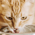 Feline Taking care of Rules: How Frequently Would it be advisable for me I Feed My Feline