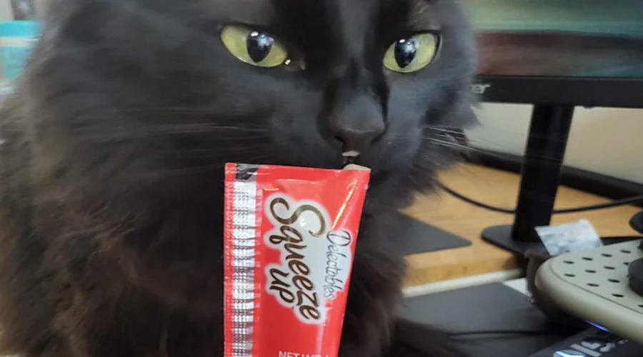 4 Fun Ways Of taking care of Your Feline Cylinder Treats