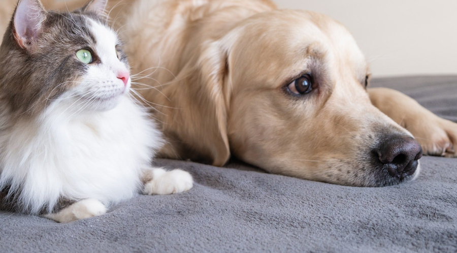 5 Hints to Change Your Canine or Feline’s Standard without any problem.