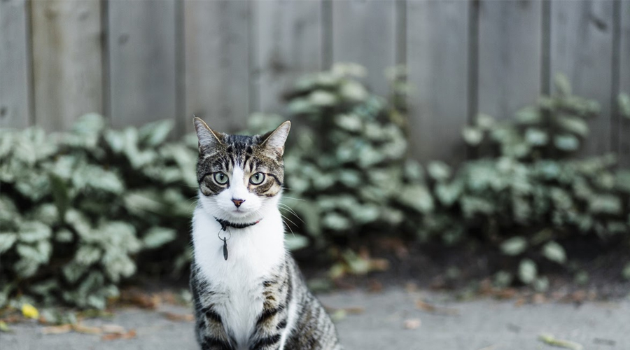 The most effective method to Securely Uncover Your Indoor Feline to Nature