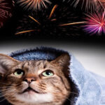 Tips for felines with a feeling of dread toward firecrackers.