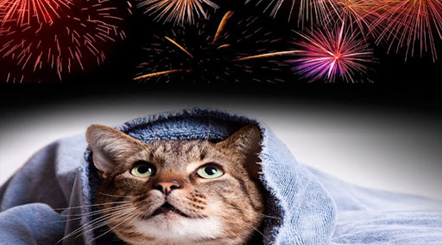 Tips for felines with a feeling of dread toward firecrackers.