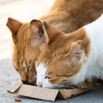 The most effective method to Help Stray and Wild Felines