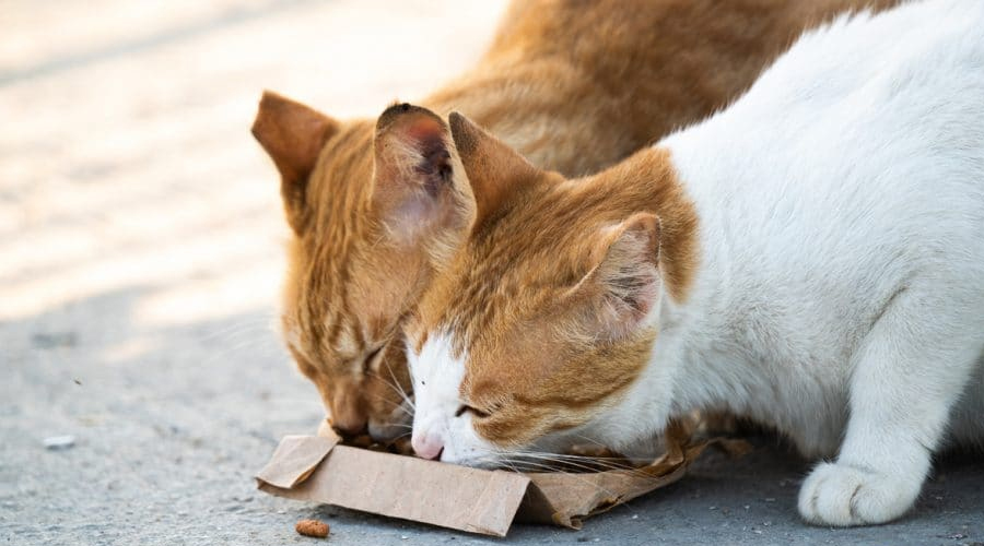 The most effective method to Help Stray and Wild Felines