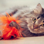 The most effective method to Find Feline Toys Your Pet Will Adore