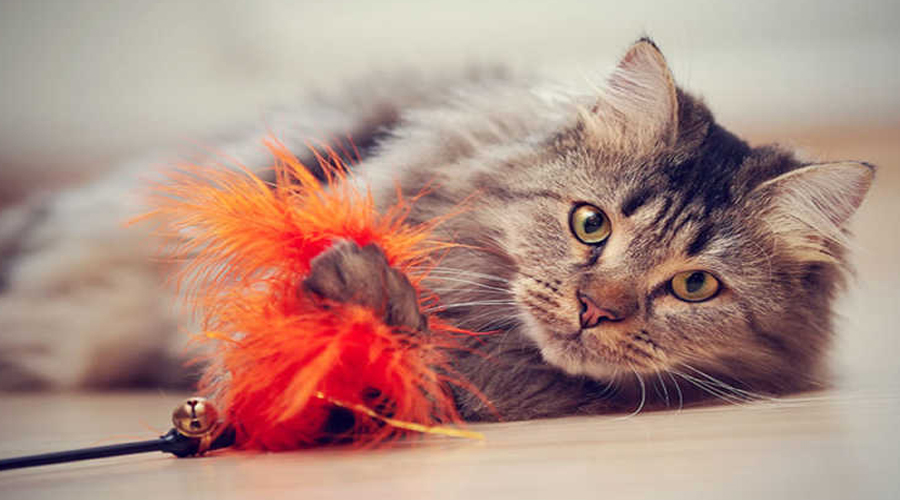 The most effective method to Find Feline Toys Your Pet Will Adore