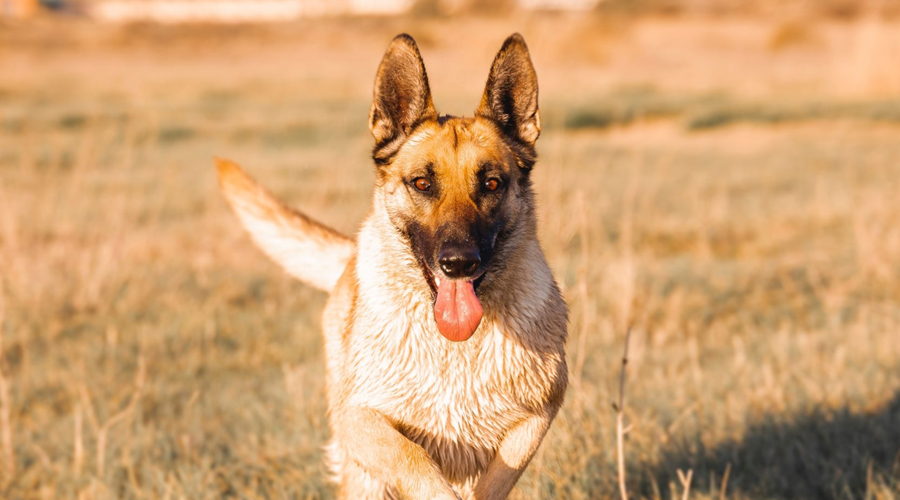 Instructions to Prepare Your Canine to Be Your Running Accomplice