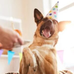 Ruin your canine on its birthday