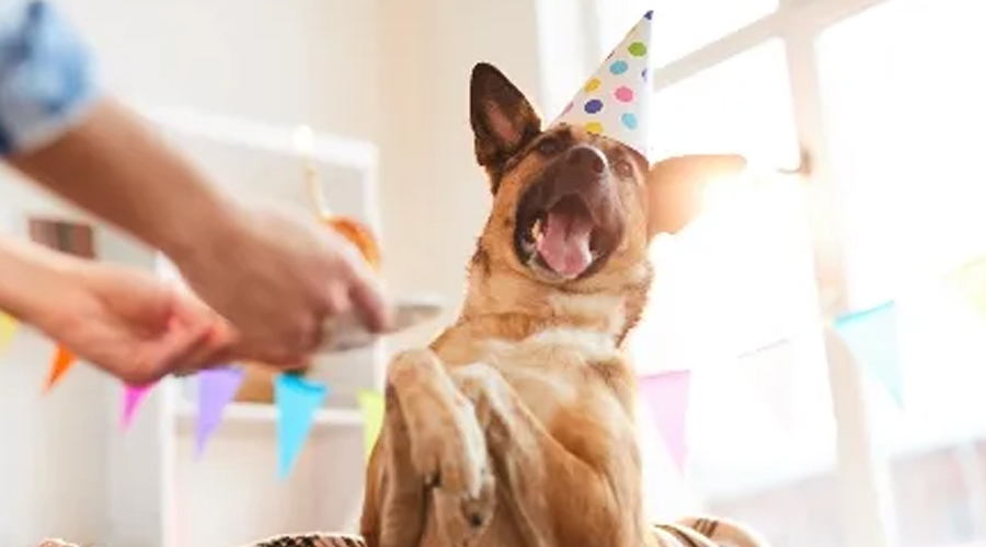 Ruin your canine on its birthday