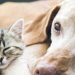 What’s in store While Embracing a Senior Pet