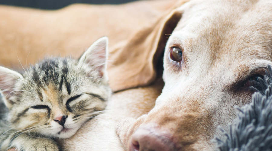 What’s in store While Embracing a Senior Pet