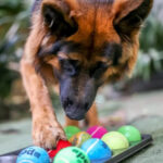 Advancement Exercises for your Canines