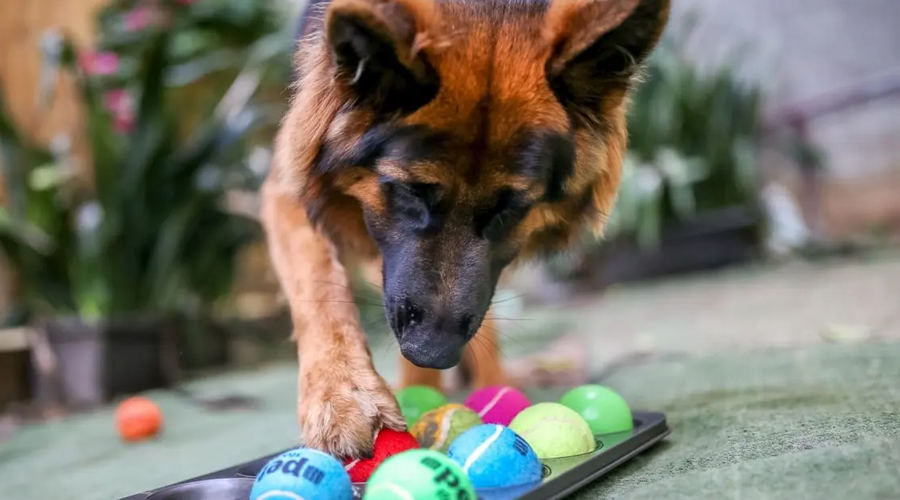 Advancement Exercises for your Canines