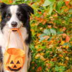 Would it be advisable for me to Bring My Canine Going house to house asking for candy?