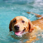 Helping Your Canine to Swim in the Pool the Tomfoolery and Safe Way