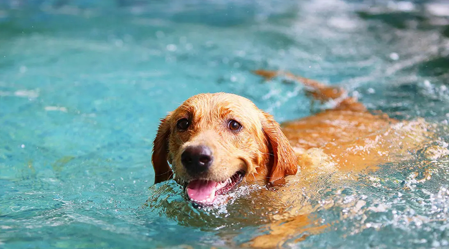 Helping Your Canine to Swim in the Pool the Tomfoolery and Safe Way