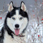 Canine Shedding in Winter: 5 Top Explanation