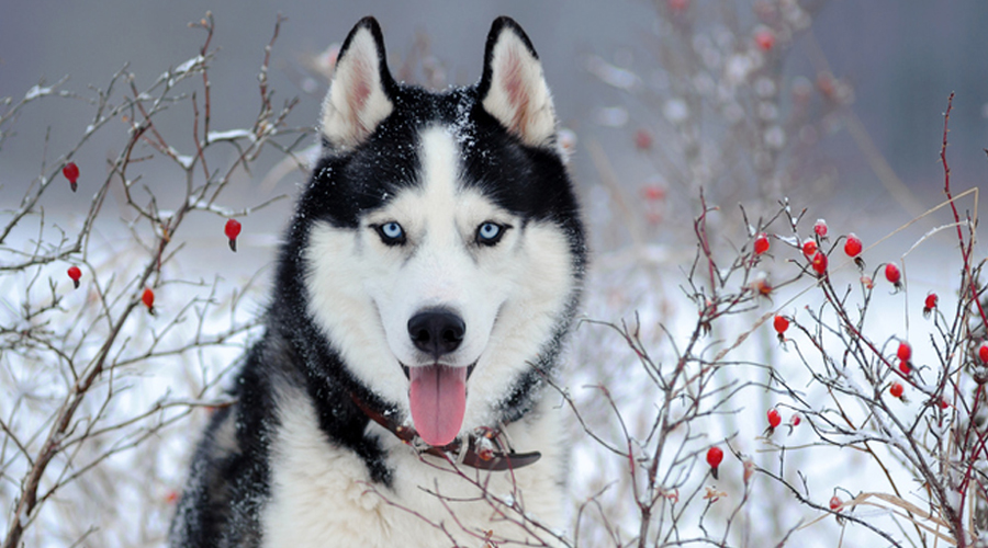 Canine Shedding in Winter: 5 Top Explanation