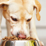 What Makes Storage room New Canine Food Incredible?