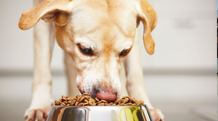 What Makes Storage room New Canine Food Incredible?