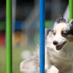 Do-It-Yourself Canine Advancement Exercises to Make Your Patio Fun