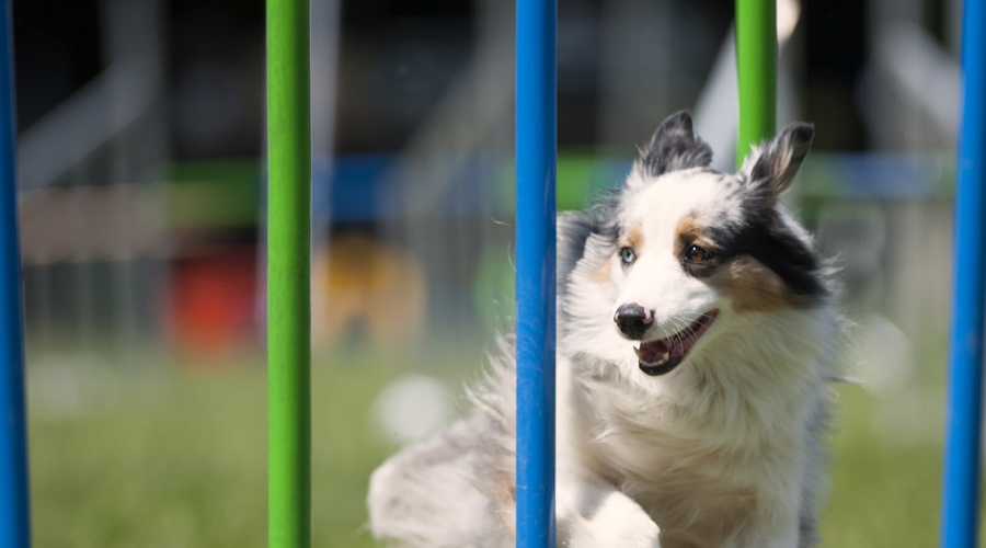 Do-It-Yourself Canine Advancement Exercises to Make Your Patio Fun