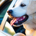 Assist Your Restless or Nauseous Canine With feeling Significantly improved in the Vehicle