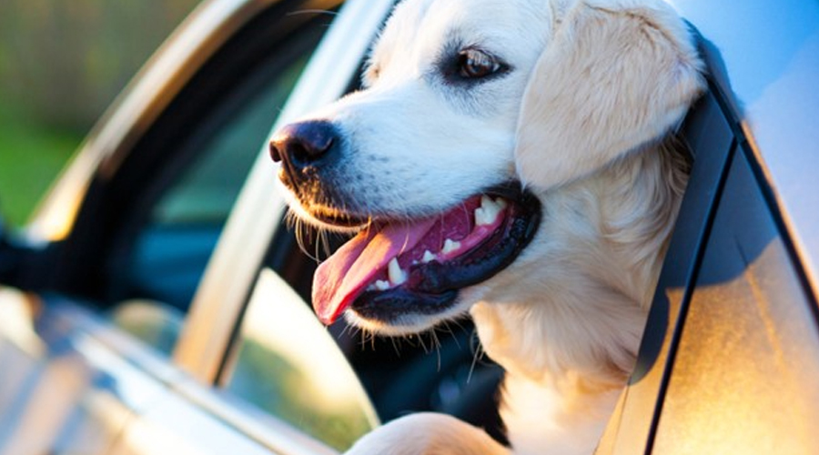 Assist Your Restless or Nauseous Canine With feeling Significantly improved in the Vehicle