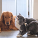 Signs Your Canine or Feline Might Have Sensitivities