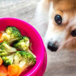 A Vegan Diet For Your Canine