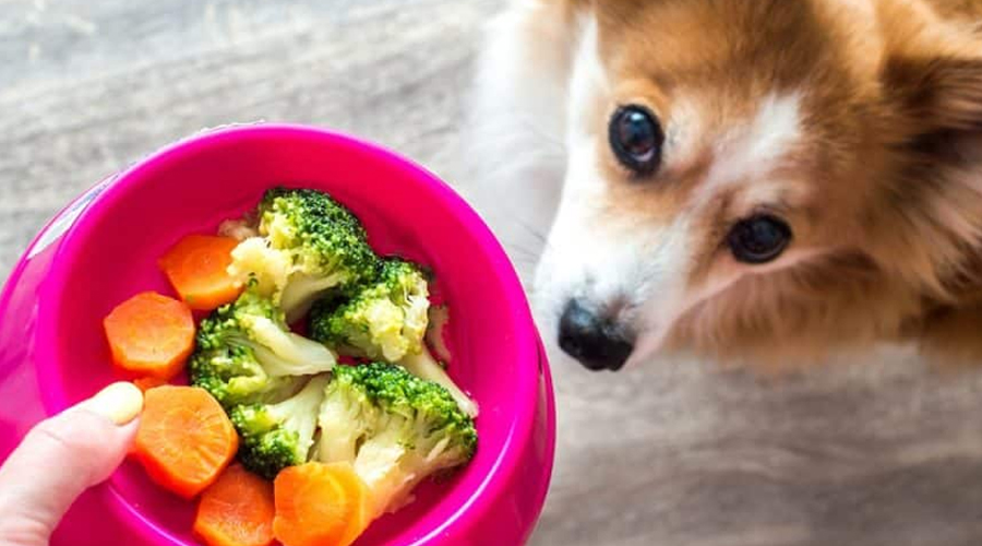 A Vegan Diet For Your Canine