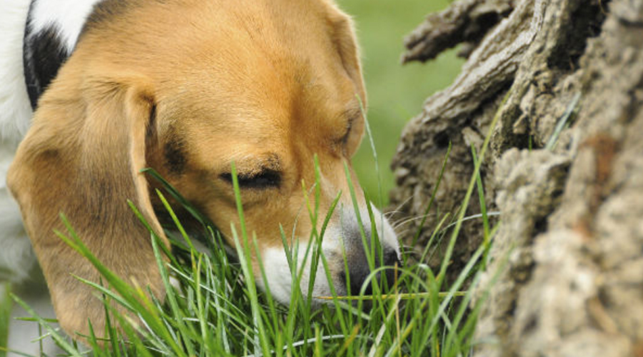 Help, my canine eats crap!