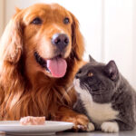 Supportive Tips for Supper time in a Multi-Pet Family