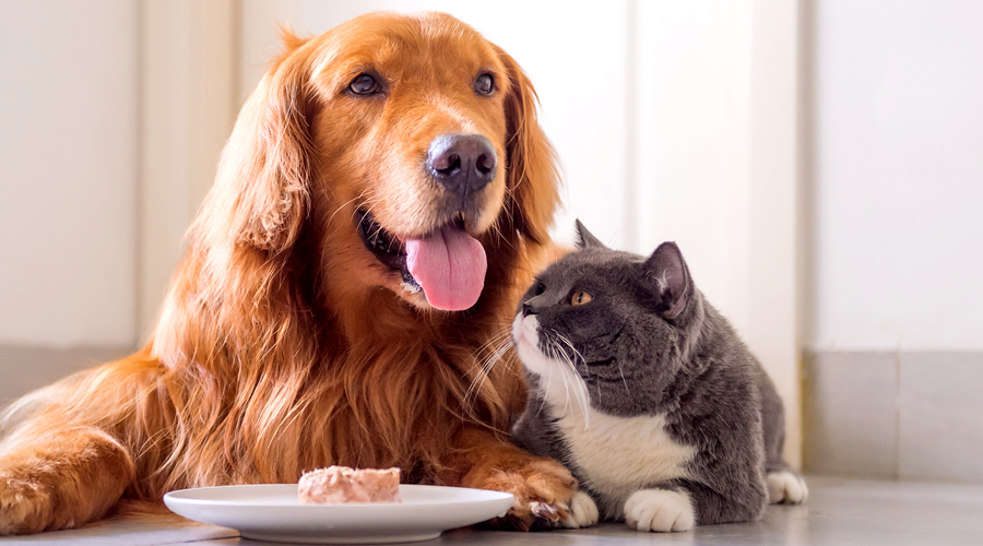 Supportive Tips for Supper time in a Multi-Pet Family