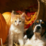 The Advantages of Pumpkin for Your Canine or Feline