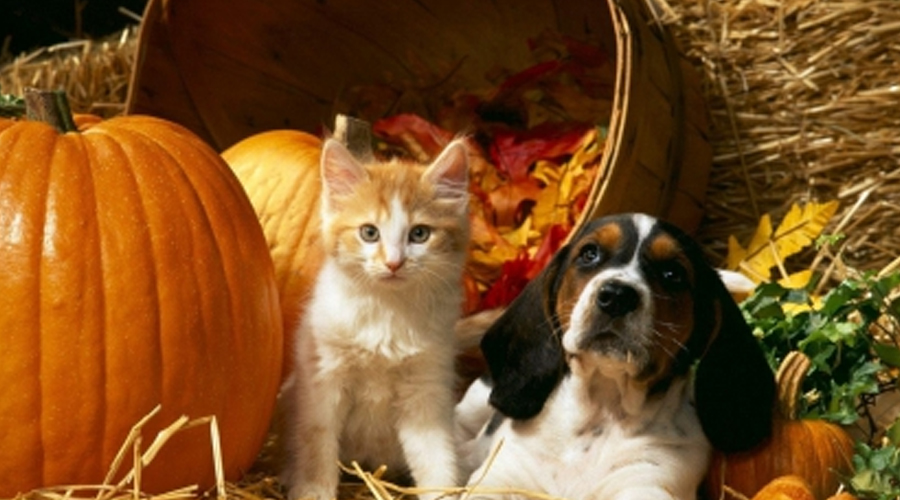 The Advantages of Pumpkin for Your Canine or Feline