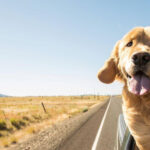 Tips and Deceives for the Best Excursion with Your Canine