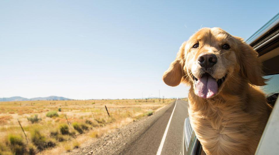 Tips and Deceives for the Best Excursion with Your Canine