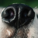 The Astounding Force of a Canine’s Nose