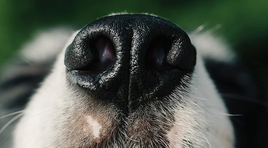 The Astounding Force of a Canine’s Nose