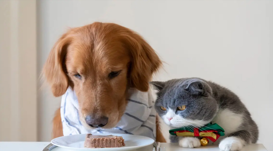 5 Delectable Frozen Feline and Canine Treat Recipes and Thoughts